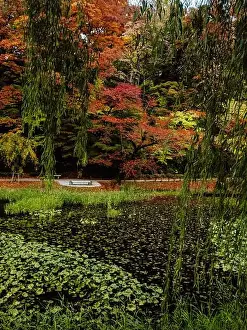 Weeping Willow Prints: 2s8d73w