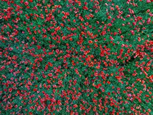 Expansive Prints: 2s9a095