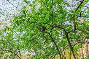 Central Park Prints: 2s9g1pm