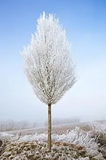 Ground Frost Prints: 2s9rp8f