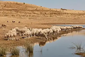 Grazing Animals Prints: 2sahefb