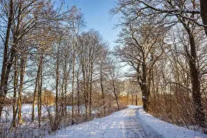 Winter Trees Prints: 2sbd1td