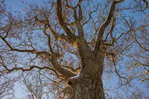 Towering Prints: 2sbd1x2