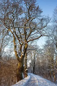 Winter Trees Prints: 2sbd1xr