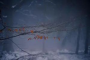 Animal Tracks Prints: 2sbfxcf