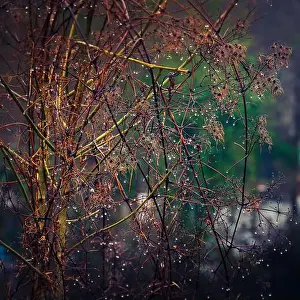 2sbfxg6