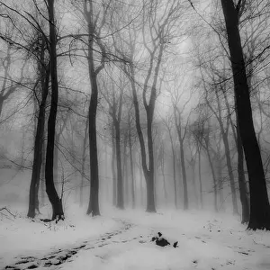 Animal Tracks Prints: 2sbfxng