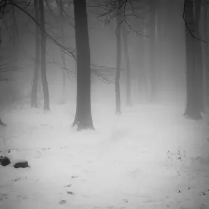 Animal Tracks Prints: 2sbfxpf