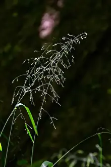 Droplets Prints: 2scbwkh