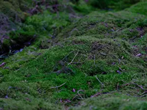 Nature Protection Prints: 2sgjc48