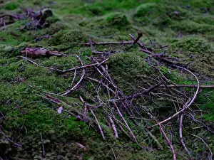 Nature Protection Prints: 2sgjcp3