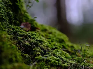 Nature Protection Prints: 2sgjcyb