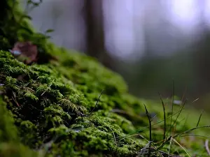 Nature Protection Prints: 2sgjddy