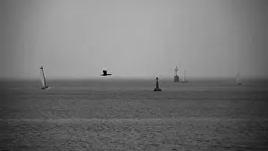 Open Sea Prints: 2sgjdwa