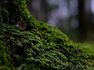 Nature Protection Prints: 2sgjegr