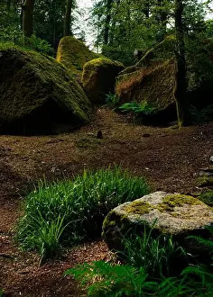 Lichen Prints: 2sgjxpm