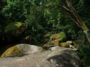 Lichen Prints: 2sgjy5j