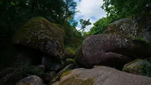 Lichen Prints: 2sgjy8a
