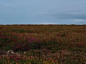 Heath Prints: 2sgjyka