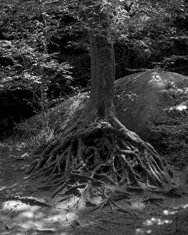 Lichen Prints: 2sgk182