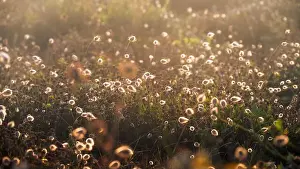 Golden Light Prints: 2sgk3yt