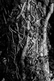 Tangle Prints: 2sgk4c2
