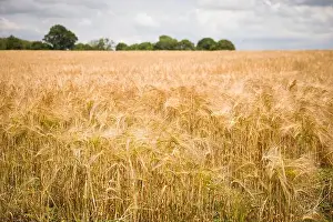 Barley Prints: 2sjmgj7