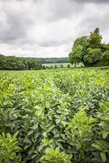 Legumes Prints: 2sjmgj8