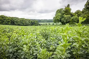 Legumes Prints: 2sjmgj9