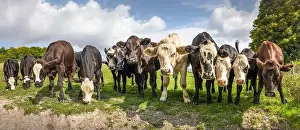 Calves Prints: 2sjmjbm