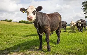 Calves Prints: 2sjmmhf