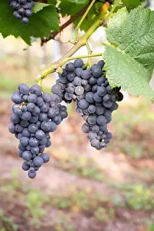 Pinot Noir Prints: 2sm5p7e