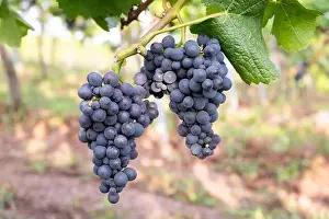 Pinot Noir Prints: 2sm5ppt
