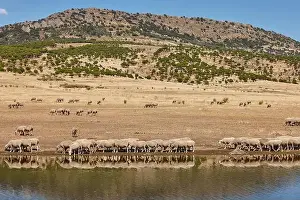 Grazing Animals Prints: 2smt925