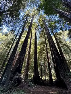 Redwood Prints: 2ye4gdp