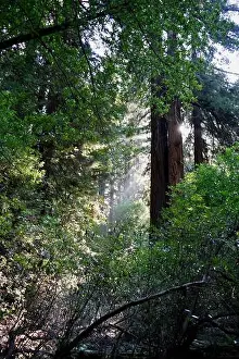Redwood Prints: 2ye4geg