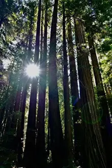 Redwood Prints: 2ye4gep