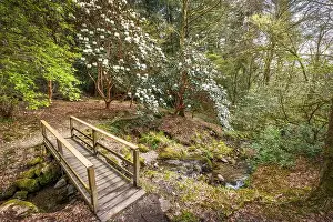 Rhododendron Prints: 2yec4m3