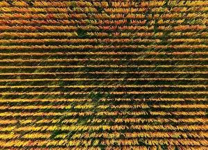 Wineries Prints: 2yf0gm6