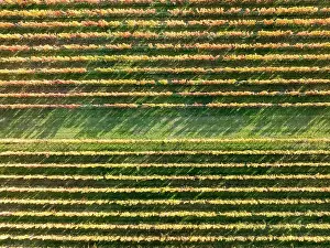 Wineries Prints: 2yf0gmr