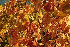 Wineries Prints: 2yf0gn6