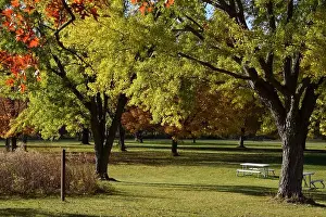 Fall Colors Prints: 2yf3d36