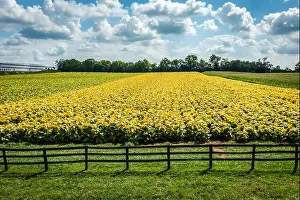 Kentucky Prints: 2yffc3e