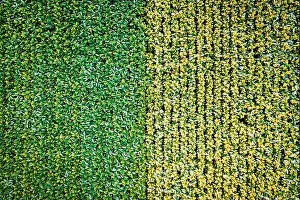 Top Down Prints: 2yffc3f