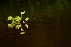 The Pantanal Prints: 2yg8p0m