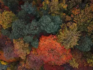 Natural Background Prints: 2ygeegn