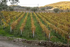 Douro Prints: 2ygnmr5