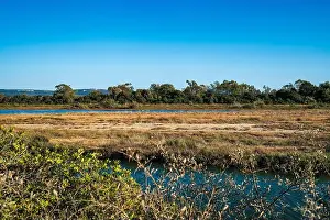 Salt Marsh Prints: 2yh2tjd