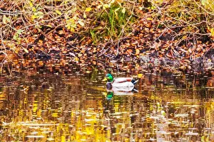 Green Head Prints: 2yh5k14