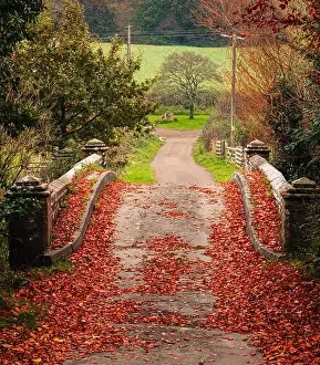 Leafs Prints: 2yhbt1y